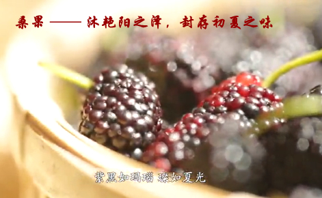 丝源_桑果